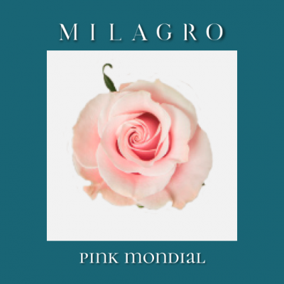 Роза Pink Mondial (el Milagro)