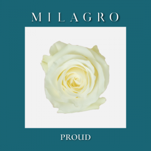 Роза Proud (el Milagro)