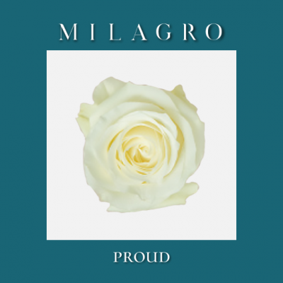 Роза Proud (el Milagro)