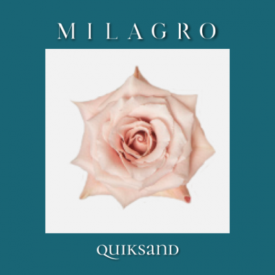 Роза Quiksand (el Milagro)