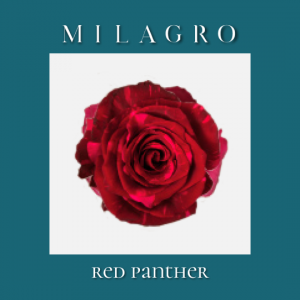 Роза Red Panther (el Milagro)