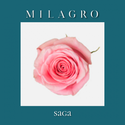 Роза Saga (el Milagro)