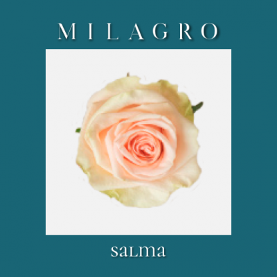 Роза Salma (el Milagro)