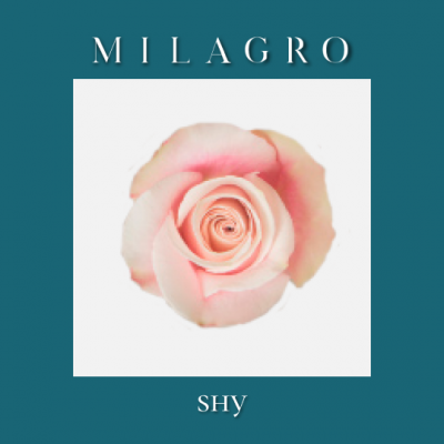 Роза Shy (el Milagro)