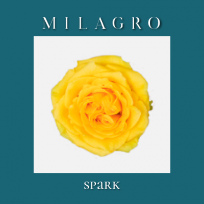 Роза Spark (el Milagro)