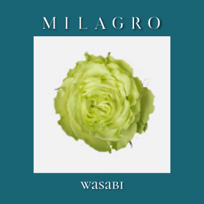 Роза Wasabi (el Milagro)