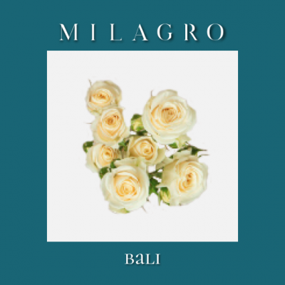 Кустовая роза Bali (el Milagro)