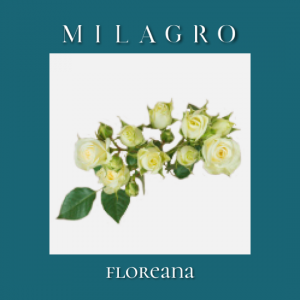 Кустовая роза Floreana (el Milagro)