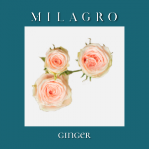 Кустовая роза Ginger (el Milagro)