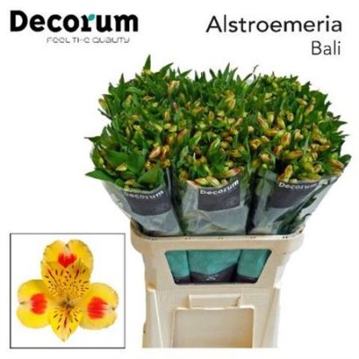 Альстромерия Bali Decorum