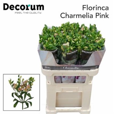 Альстромерия Flor Charm Pink 75cm