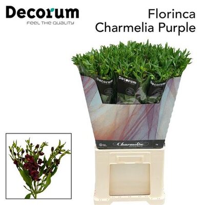 Альстромерия Flor Charm Purple 75cm