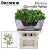 Альстромерия Flor Charm White 70cm