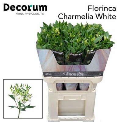 Альстромерия Flor Charm White 70cm