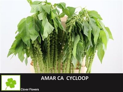 Amar Ca Cycloop