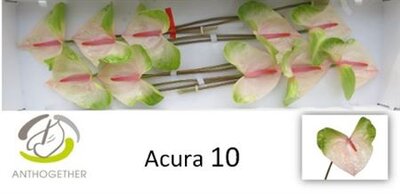 Антуриум A Acura *10