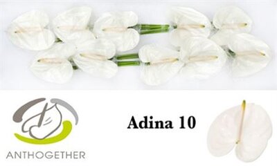 Anth A Adina *10