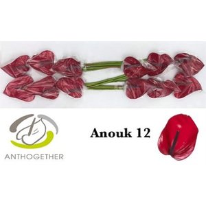 Anth A Anouk *12