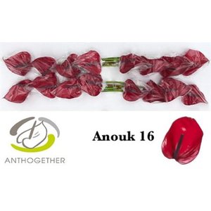 Anth A Anouk *16