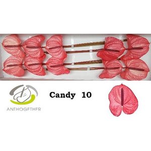 Anth A Candy *10