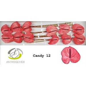 Anth A Candy *12