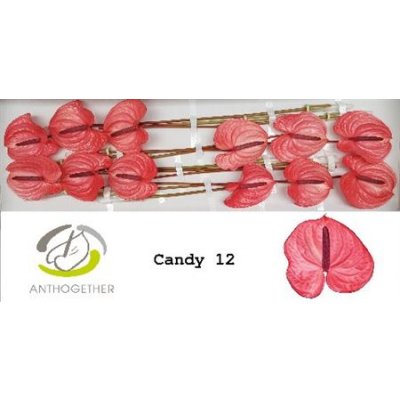 Anth A Candy *12