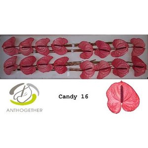 Anth A Candy *16
