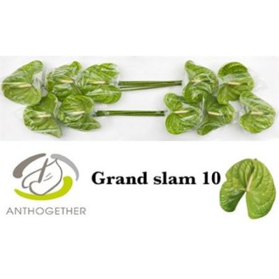 Anth A Grand Slam *10