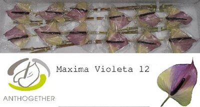 Anth A Max Violeta *12