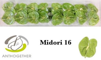 Anth A Midori *16