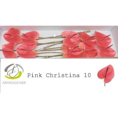 Anth A Pink Christina *10