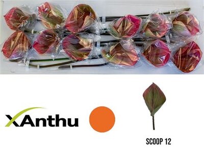 Anth A Scoop *12