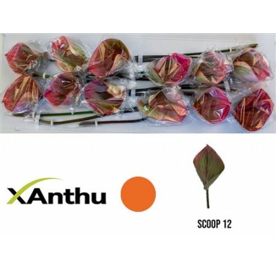 Anth A Scoop *12