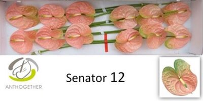 Anth A Senator *12