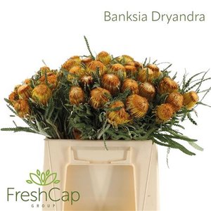 Banksia Dryandra