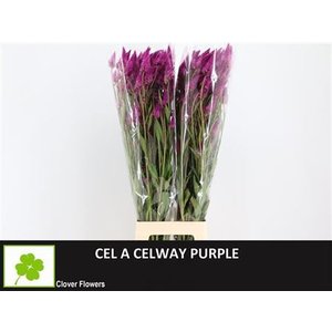 Cel A Celway Purple