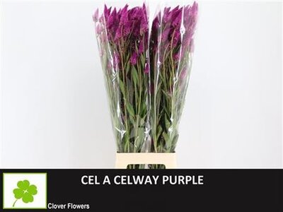 Cel A Celway Purple