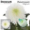 Chr G Magnum White Decorum