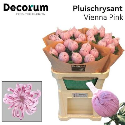Chr G Vienna Pink