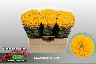 Chr San Maverick Sunny