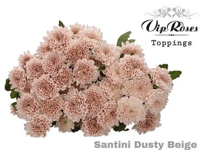 Chr Santini Dusty Beige Vip