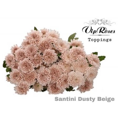 Chr Santini Dusty Beige Vip