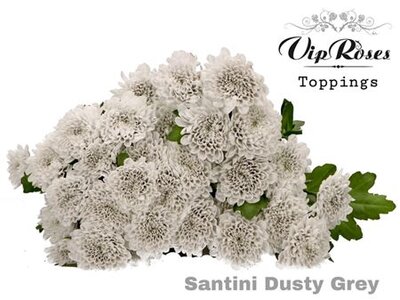 Chr Santini Dusty Grey Vip