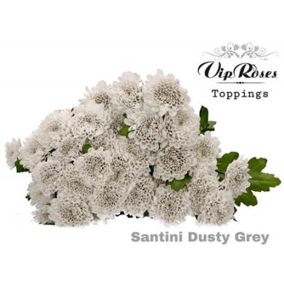 Chr Santini Dusty Grey Vip