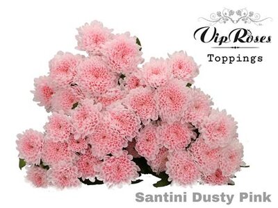 Chr Santini Dusty Pink Vip