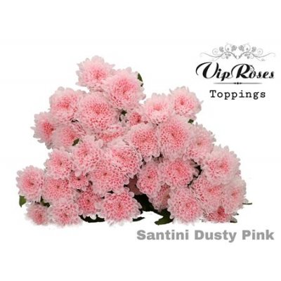 Chr Santini Dusty Pink Vip