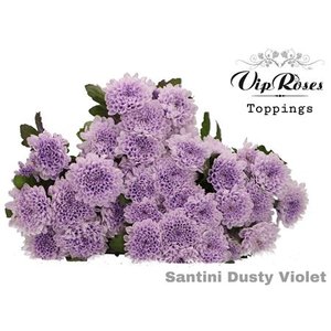 Chr Santini Dusty Purple Vip