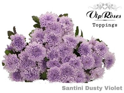 Chr Santini Dusty Purple Vip