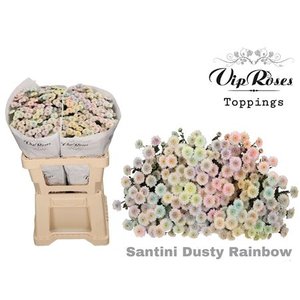 Chr Santini Dusty Rainbow Vip