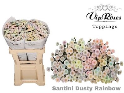 Chr Santini Dusty Rainbow Vip